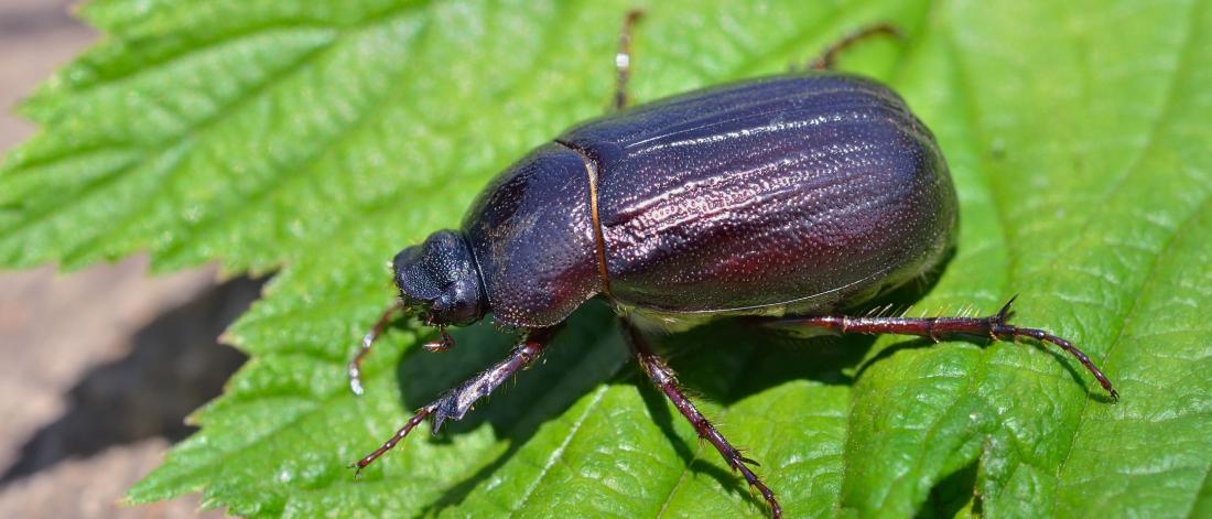 Closeup of a black beetle of a green leaf