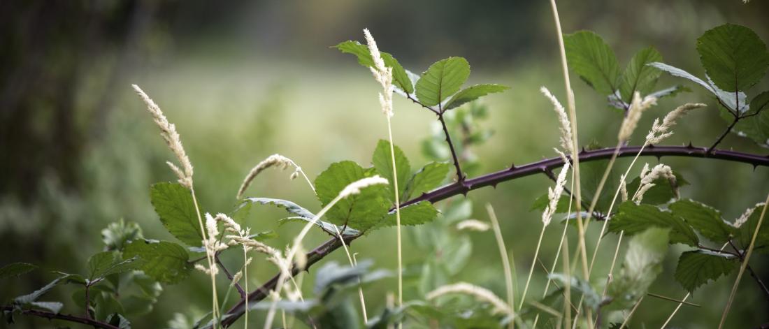 stem of blackberry in a field of grass
