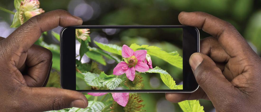 A person's hands holding a phone taking a picture of a pink flower.