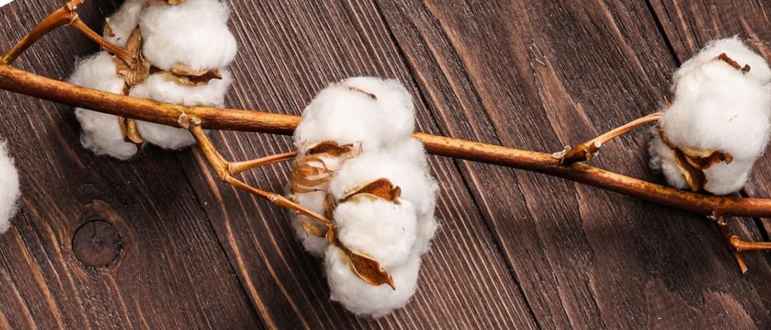Raw cotton on a branch
