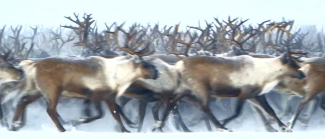 Running pack of caribou moving to the right