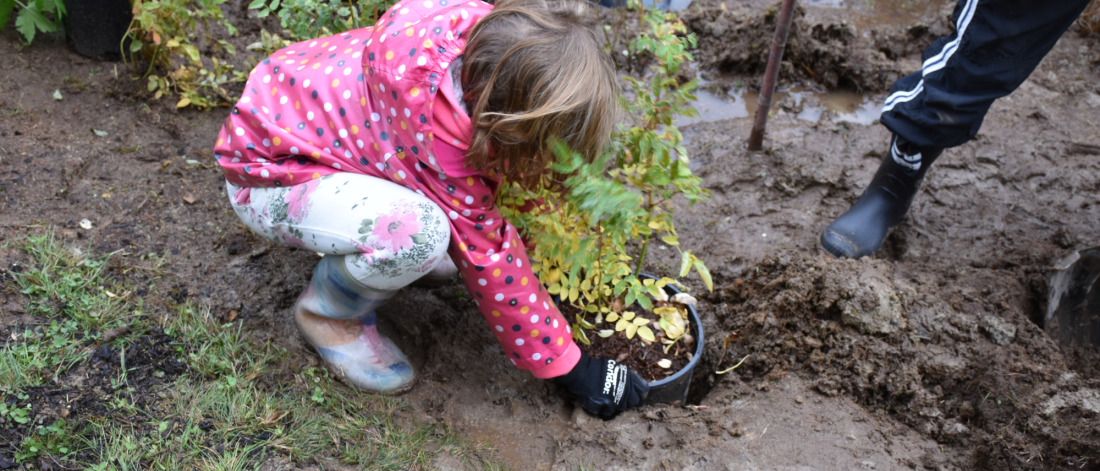 A child planting a shrub.