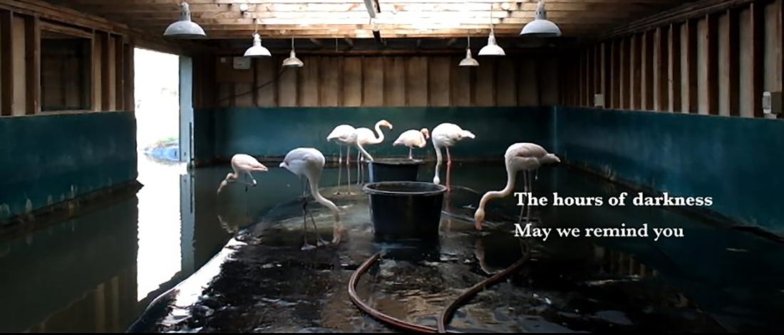 Several flamingos stand in water in a wooden building with white lamps hanging from the rafters.