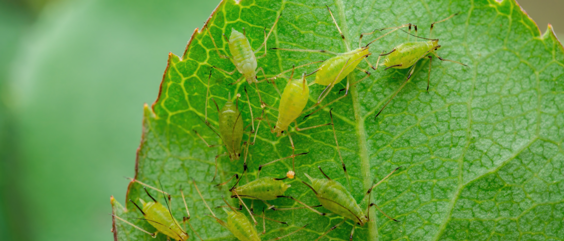 Multiple green aphids on a green leaf.