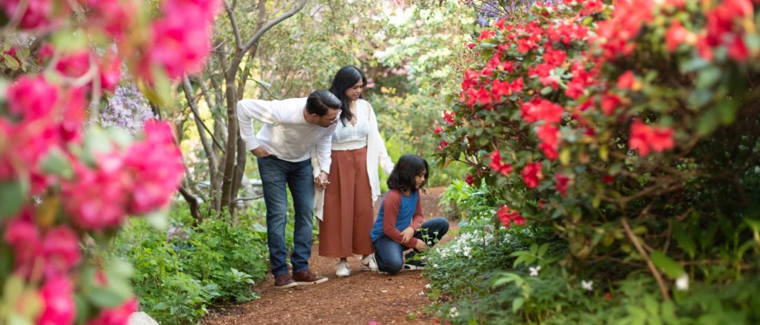 a family looking at red flowers along a garden path