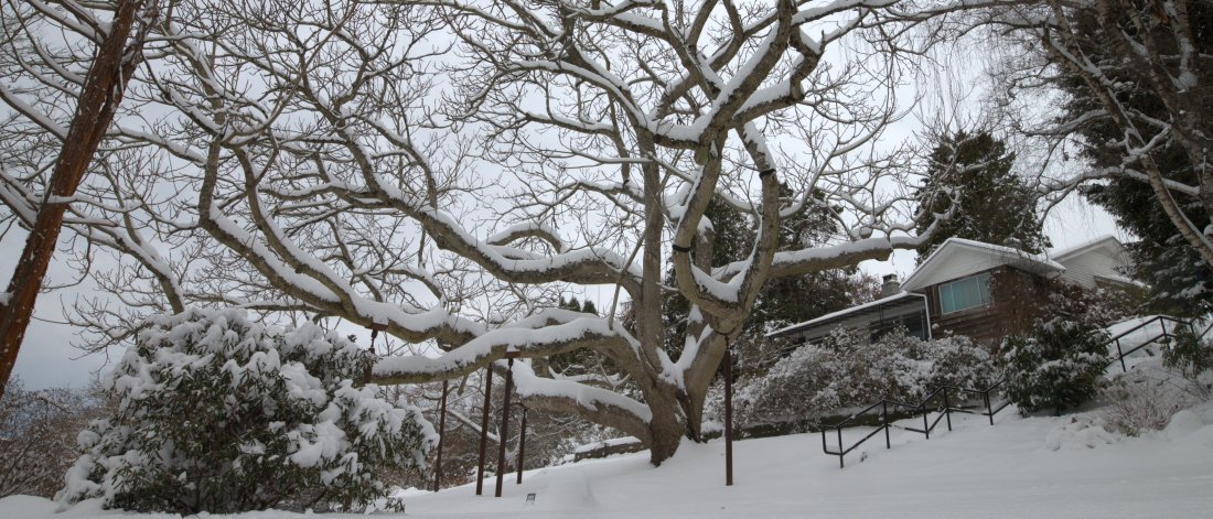 Large heritage walnut tree covered in snow
