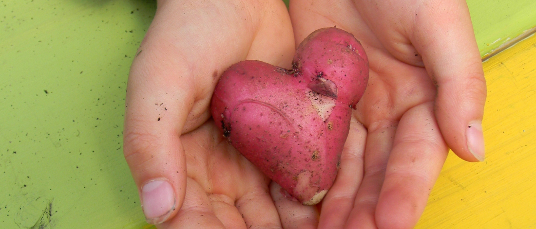 Two hands cupped together offer a heart-shaped potato with red skin. 