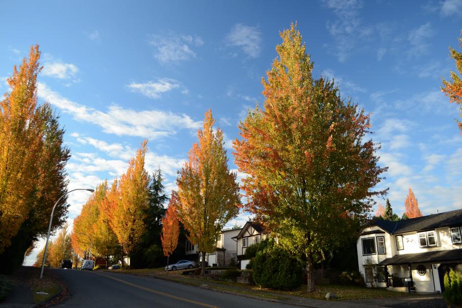 fall colours on a street of maples