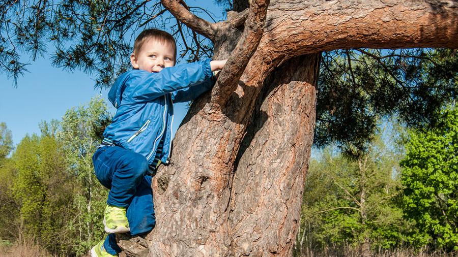 A small boy climbing a large tree
