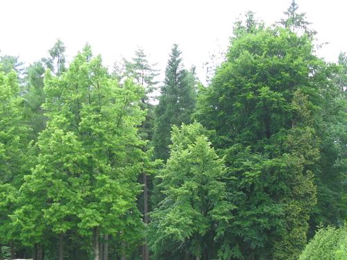Green Timbers - Arboretum