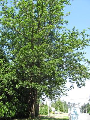 Royal Oak Trees