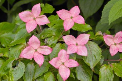 pink satomi flowers