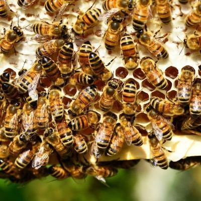 A swarm of bees on a honeycomb