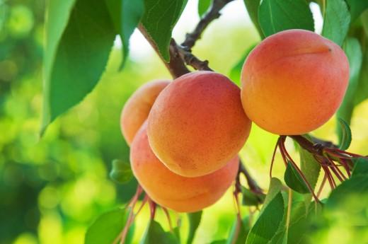 Apricot tree.