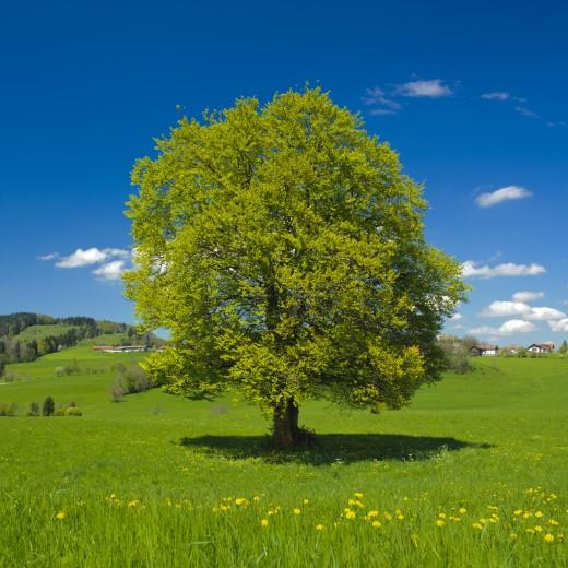 A tree in a field.