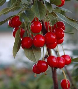 Red cherries on a branch.