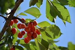 Cherries on a branch with leaves.