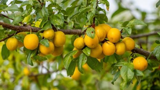 Yellow plums on a branch.