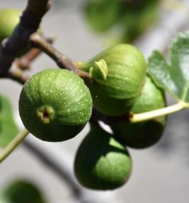 Green figs.