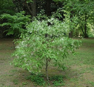 A small tree with green leaves. 