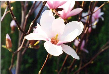 A light pink flower.