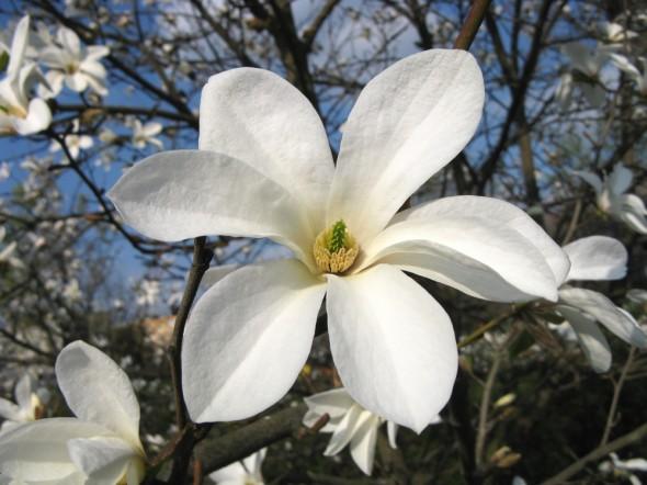 A white flower.