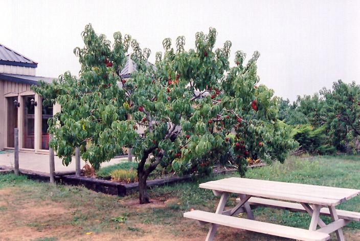 A tree with peaches.