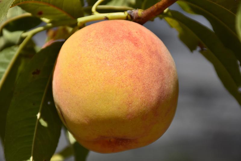A peach.