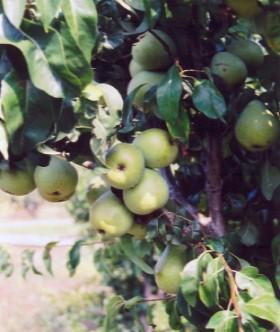 Green pears on a tree.