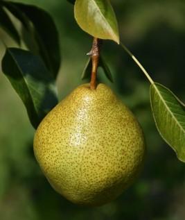 A pear hanging off of a branch.