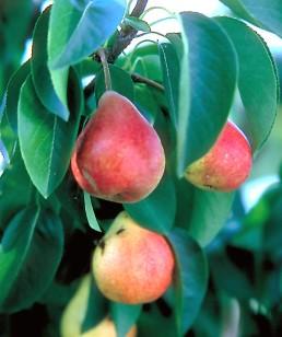 Red pears on a tree.