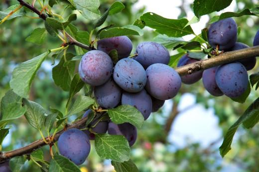 Purple plums on a branch.
