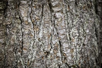 Douglas-fir tree bark.