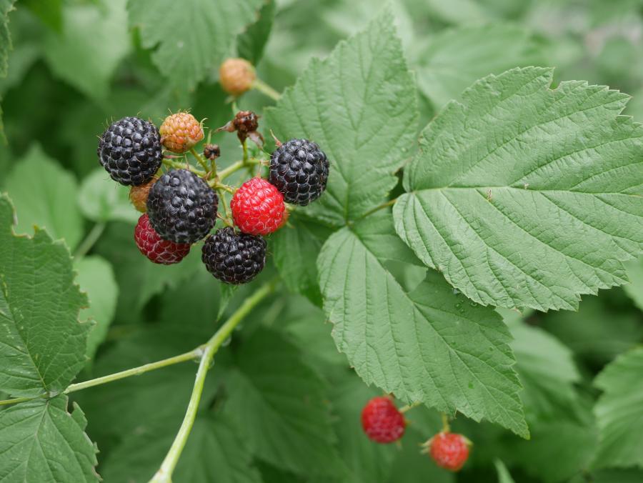 Trailing blackberry fruit.