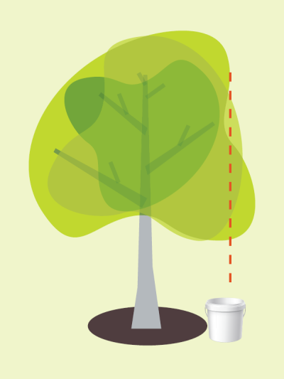 Illustration of tree showing drip line with watering bucket.