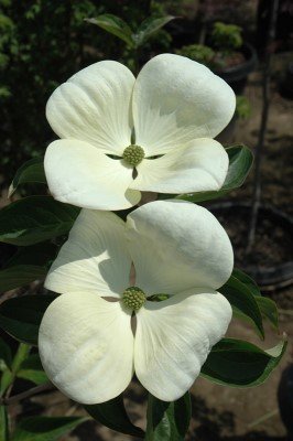 White dogwood flowers.