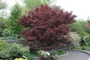 Red maple tree.