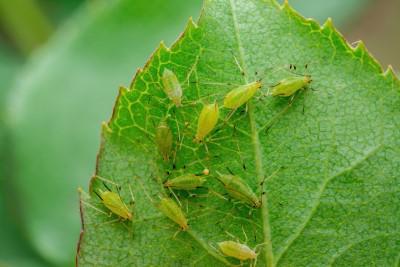 Aphids on a leaf.