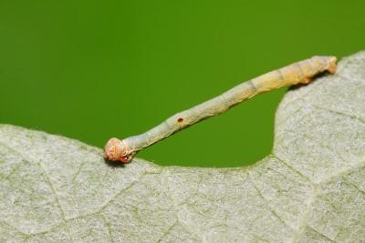 Cankerworm larvae on a leaf.