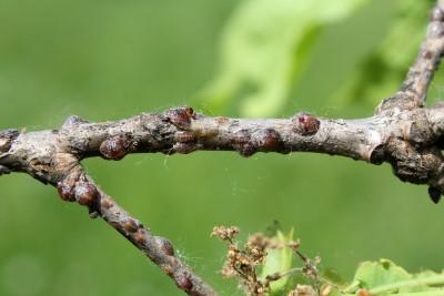 Scale insects on a twig.