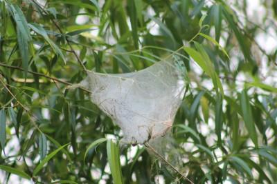 Tent caterpillar web.