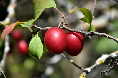 Two red plums on a branch.