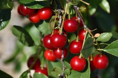 Multiple bright red cherries on a branch.