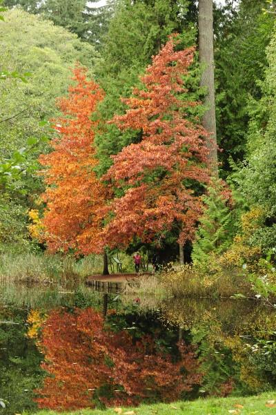 A pond with trees with orange, red, and green leaves.