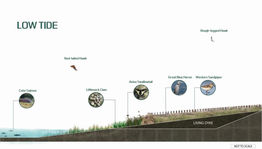 Rendering of living dyke supporting various bird wildlife and salmon