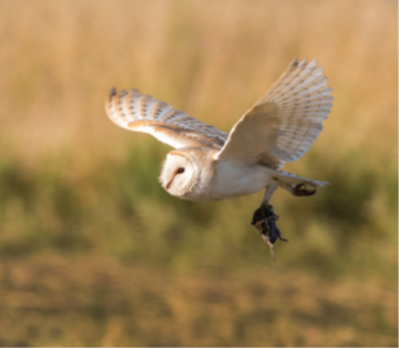 Barn owl flying with a rodent in its talons.