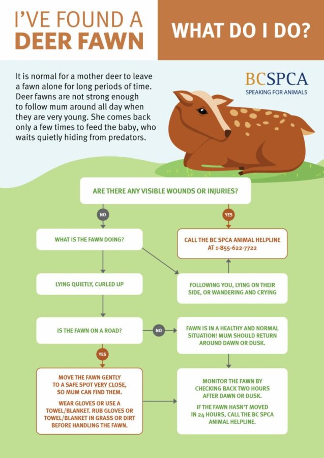 Found a baby deer infographic of what to do