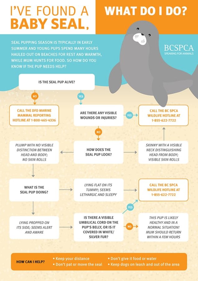 Baby seal infographic on what to do if you find one