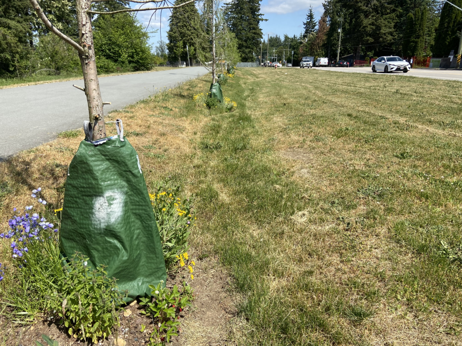 shade trees with gator bags and pollinator plants along a street