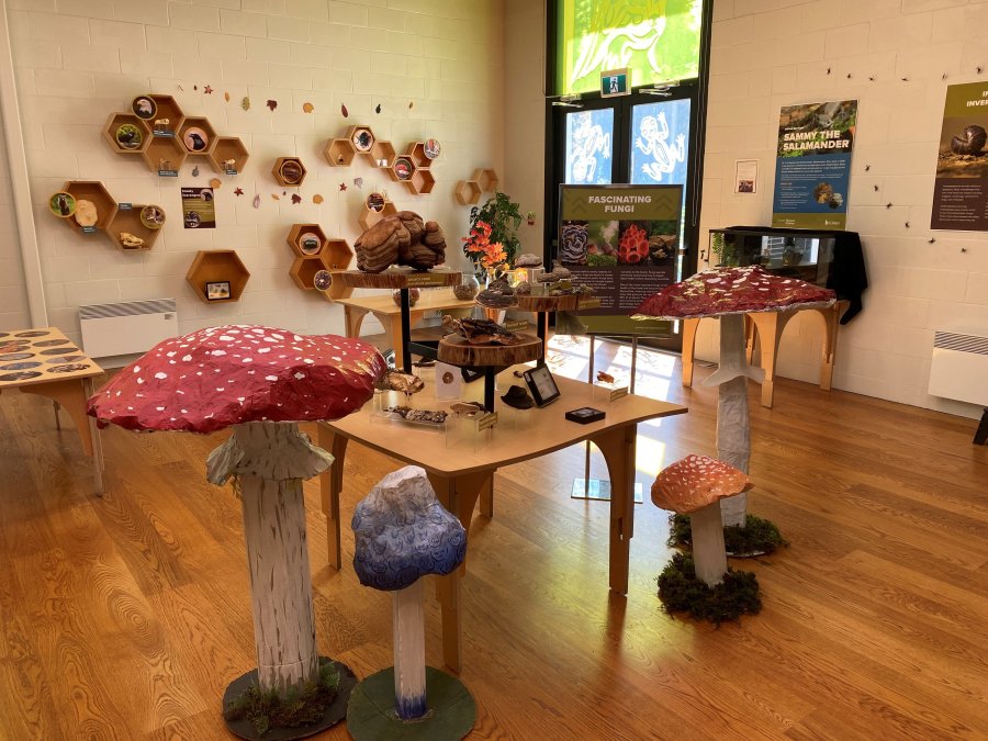 SNC - mushrooms, bacteria and insects fall exhibit